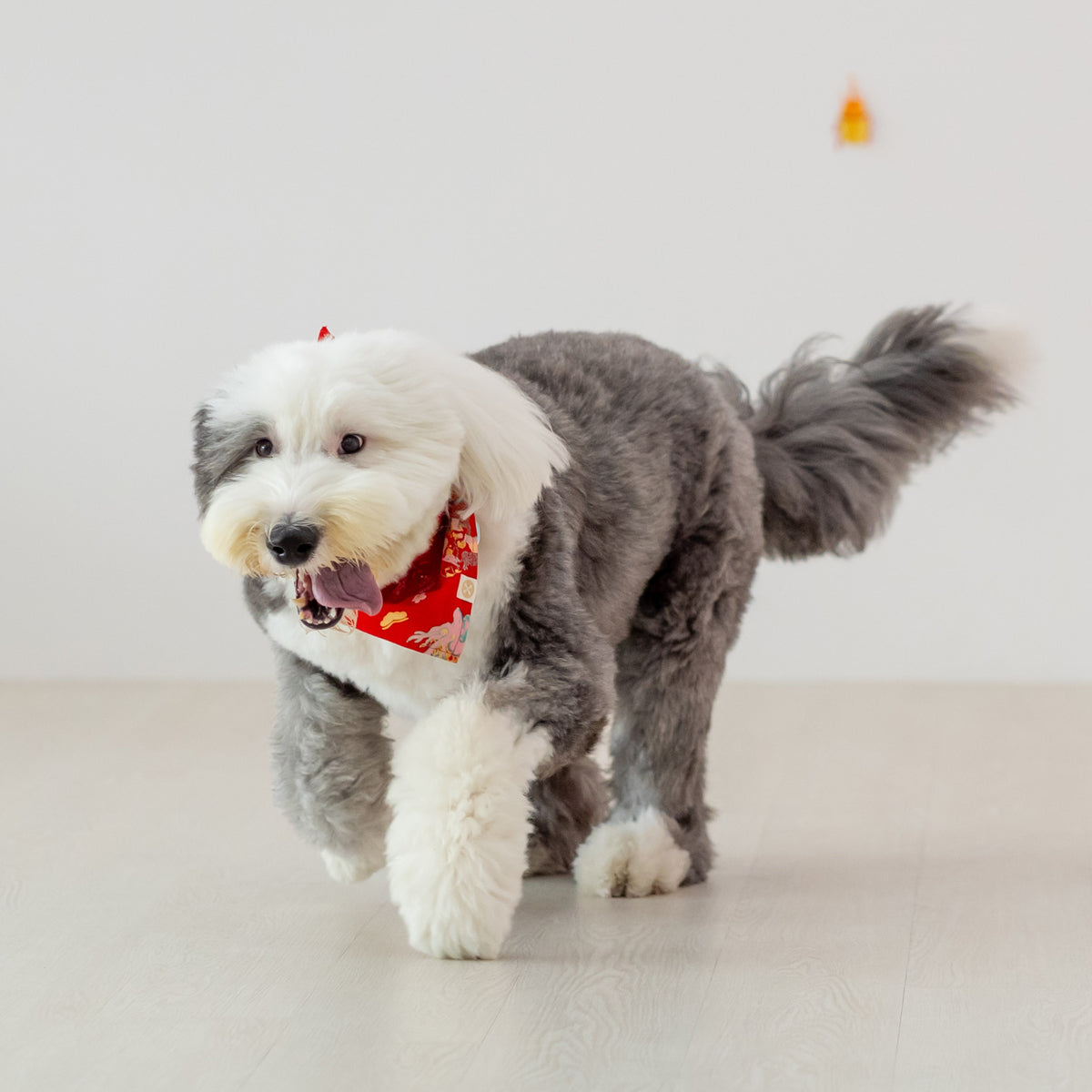 Dragon Series - Pet Bandana in Red Floral (Personalisable) by Le Petit Society